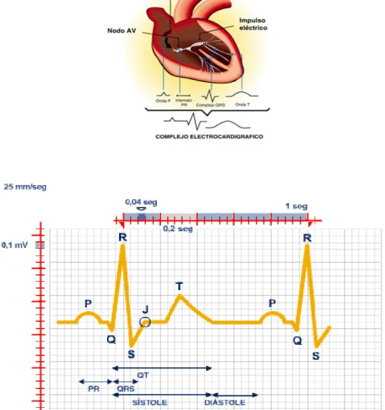 Fig. 7.  Registro del electrocardiograma en papel milimétrico. 