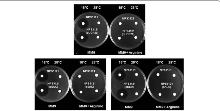 Figure 3. Phaseolotoxin bioassay for P. syringae pv. phaseolicola NPS3121 harboring multiple copies of the interpromoter region