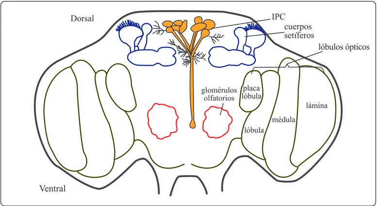 Figura 2. Localización de las células secretoras de los Ilp en el cerebro adulto de la mosca de la fruta