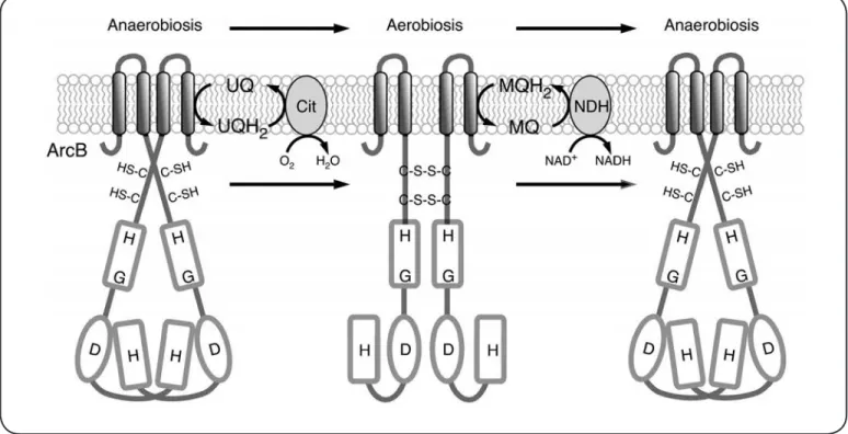 Figura 5. Modelo simplificado de activación e inactivación de ArcB.  Cuando la bacteria cambia sus condiciones de crecimiento  anaeróbicas a aeróbicas, las quinonas se oxidan