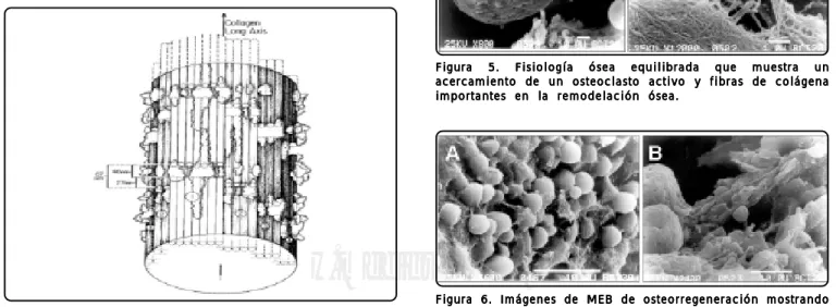 Figura 6. Imágenes de MEB de osteorregeneración mostrandoFigura 6. Imágenes de MEB de osteorregeneración mostrandoFigura 6