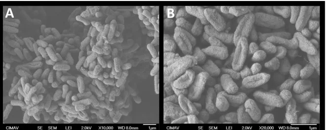 Figura  4.-  Determinación  del  daño  al  material  genético  de  los  microrganismos  expuestos  a  nanopartículas  de  plata  y  óxido  de  zinc  por  medio  de  la  electroforesis en gel de agarosa con bromuro de etidio