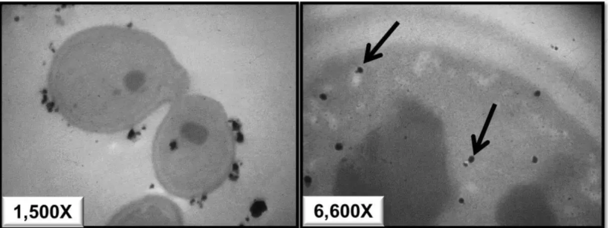 Figura  9.-  Internalización  de  AgNP  en  el  citoplasma  de  C.  albicans.  A)  Las  nanopartículas  rodean  las  células  en  el  exterior  de  su  pared