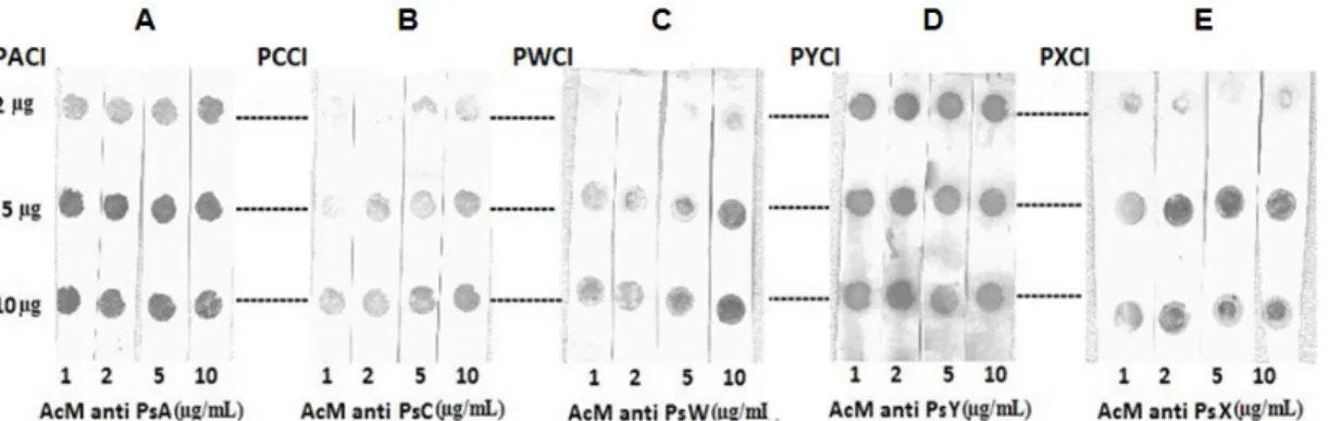 Fig. 1. Determinación de la concentración óptima de los PsC y de los AcM para el Dot Blot
