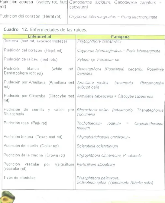 Cuadro 12. Enfermedades  de tas raices.