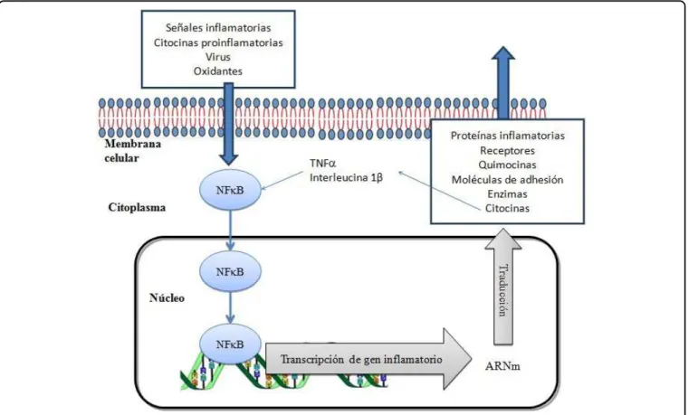 Figura 4. Esquema del proceso inflamatorio modulado por el factor nuclear kB (NFkB). TNFFigura 4