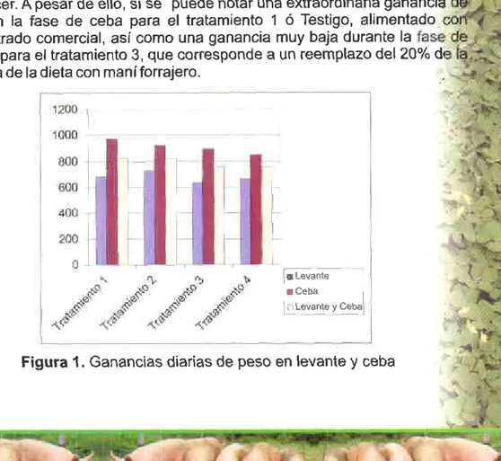 Figura 1 . Ganancias  diarias  de peso en levante  y ceba