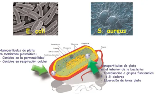 Figura 1.1: Esquema de la actuaci ´on de las NPS de plata sobre una bacteria [1]