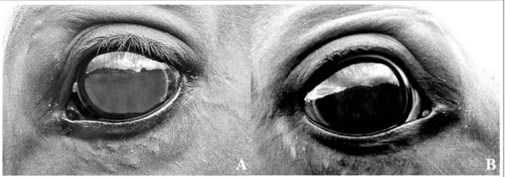 Figura 5. A. Ojo izquierdo diez meses después de la cirugía y con tratamiento oral con piroxicam (80 mg totales PO SID), empezado en octubre 