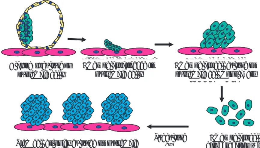 Figura 5:  Establecimiento de un cultivo de células  troncales. Etapas de un cultivo de células troncales  embrionarias utilizando blastocistos completos que  son sembrados sobre células nodrizas (fi broblastos  embrionarios).