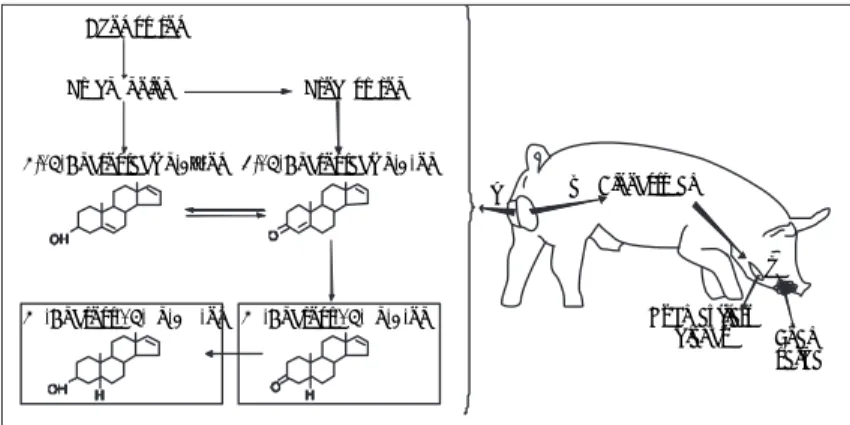 Figura 4:  Esquema de producción de las feromonas en la  saliva de cerdo macho. A) Ruta biosintética de esteroides  androgénicos en los testículos (modifi cado de Albone y  Shirley)