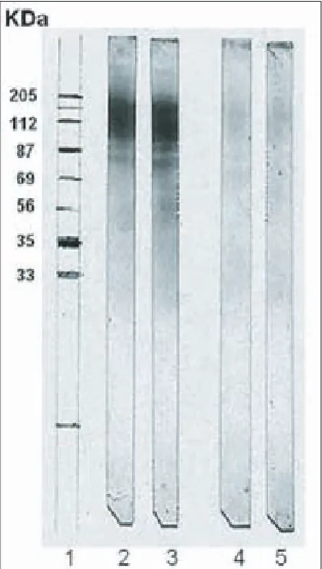 Figura 3:  Reconocimiento de componentes del antígeno de intestino de Stomoxys calcitrans por  anticuerpos IgG en el suero del bovino inmunizado (día 50 posinmunización) y del bovino no  inmunizado por medio de Western blot