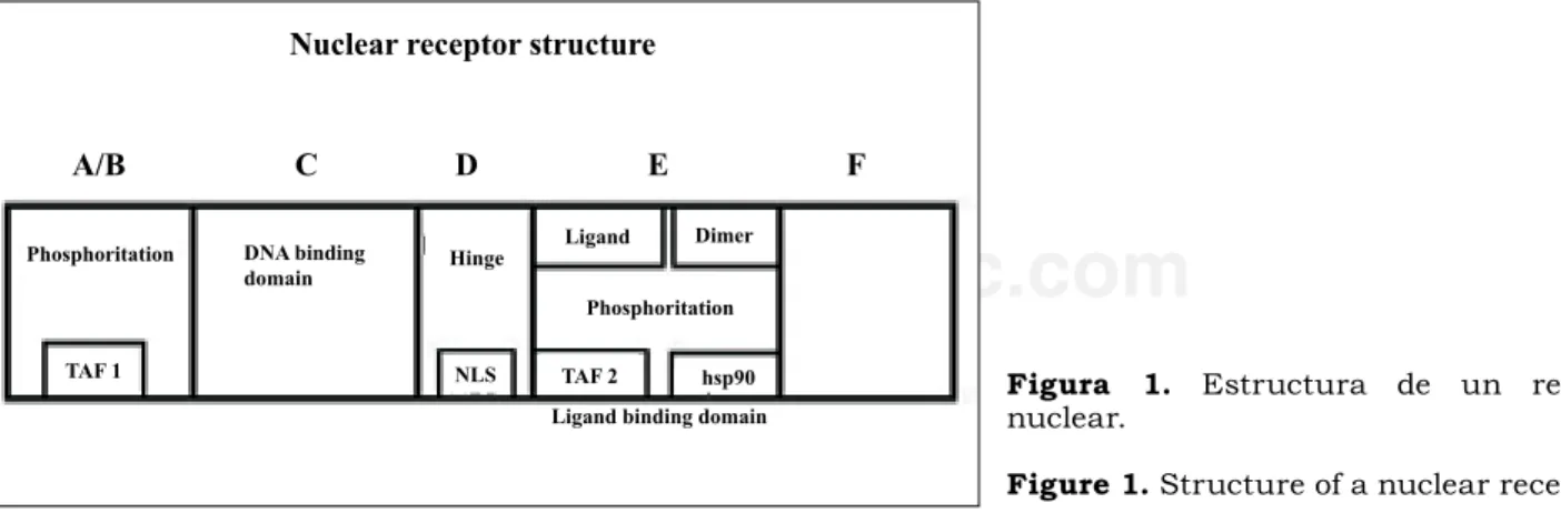 Figure 1. Structure of a nuclear receptor.