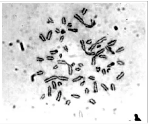 Figura 3. Cromosomas en metafase de borrego híbrido   (O. canadensis × O. aries).