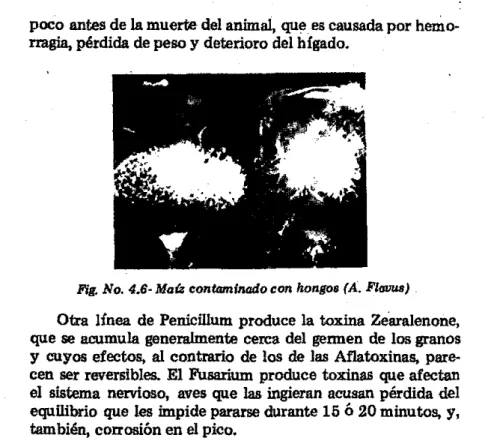 Fig.  No.  4.6· Mafz contaminado con hongos (A. Flauus) 