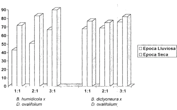 Figura 1. Proporción de  D. ovalifo!ium  asociado con  B. humidicola y B. dictyoneura  en 3 patrones de siembra durante el iniverno y el verano.