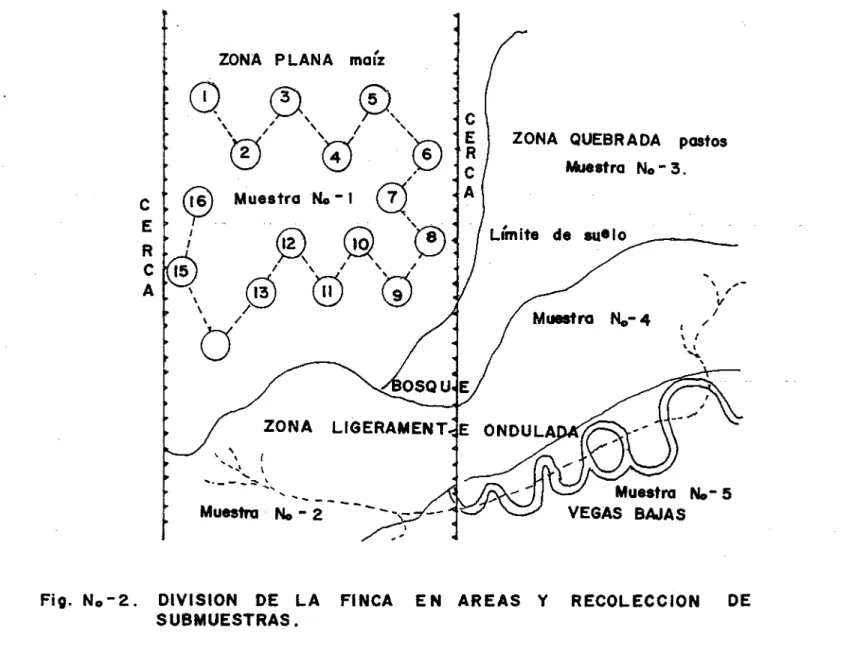 Fig. N0-2. DIVISION DE LA FINCA EN AREAS Y RECOLECCION DE SUBMUESTRAS.