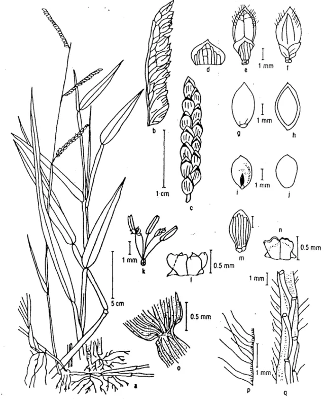 Figura 1.1  Brachiaria decunibens  Stapf (Pasto Braquiaria, Pasto alambre, Pasto amargo, pasto peludo)