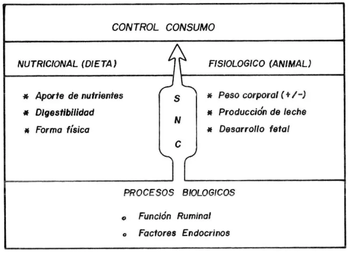 FIGURA 1. REPRESENTACION ESQUEMÁTICA DEL CONTROL DEL CONSUMO DE ALIMENTO EN EL RUMIANTE.