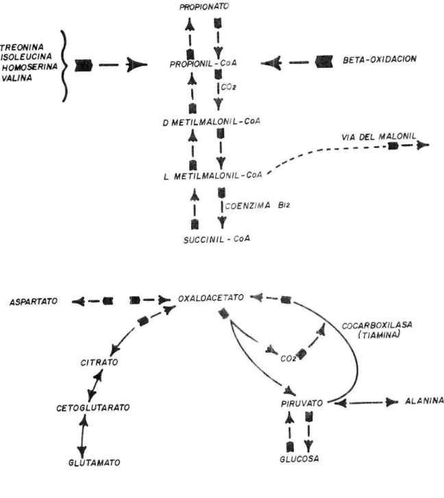 FIGURA 2.  DIAGRAMA  DEL.  METABOLISMO DEL PROPIONATO. NOTESE LA REL.ACION ENTRE LA GLUCONEOGENESIS Y  AC100S GRASOS.