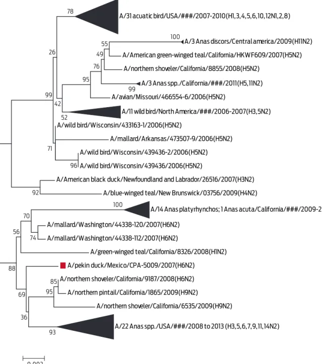 Figure 4.  Phylogenetic tree of segment 6 (N protein). In this dendrogram, the inferred phylogeny is based on the Neighbour- Neighbour-Joining method on 101 sequences that had > 97 % similarity with the A/Pekin duck/Mexico/CPA-5009/2007 (H6N2)  virus