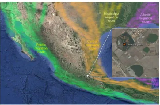 Figure 1.  Location of the artificial pond in the State of Mexico with 19°24’22” N, 99°41’36” W coordinates and the routes   of migratory birds in America (Google Earth)