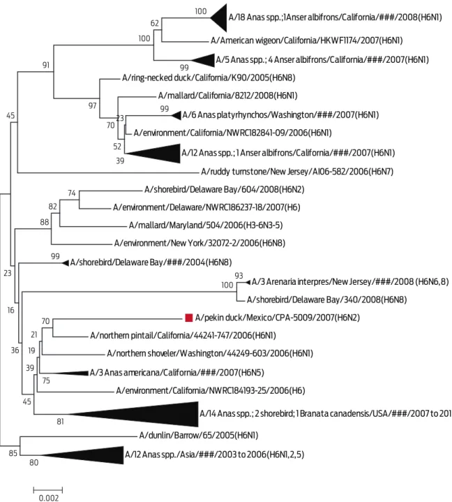 Figure 3.  Phylogenetic tree of segment 4 (HA protein). In this dendrogram, the inferred phylogeny is based on the  Neighbour-Joining method on 101 selected sequences that had > 97% similarity with the A/Pekin  duck/Mexico/CPA-5009/2007 (H6N2) virus