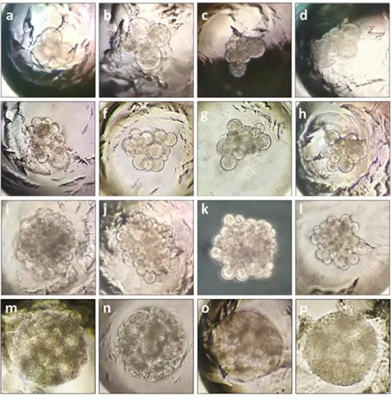 Figure 3.  Different developmental stages of the HMC sheep embryos cultured in the WOW system