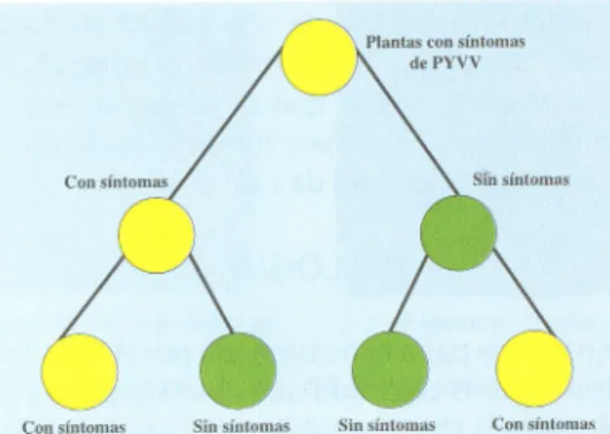 Figura 2. Comportamiento  sintomático de plantas afectadas  con PYW.