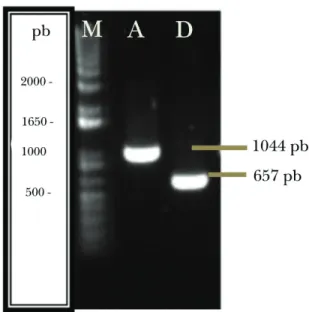 Figure 1. Amplification product by multiplex PCR. Ethidium bro- bro-mide-stained 1% agarose gel
