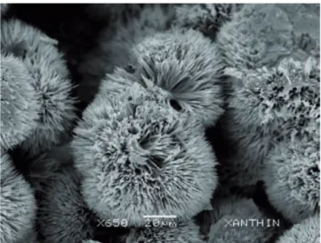Figura 3. Microscopía electrónica de barrido de la corteza de uno 