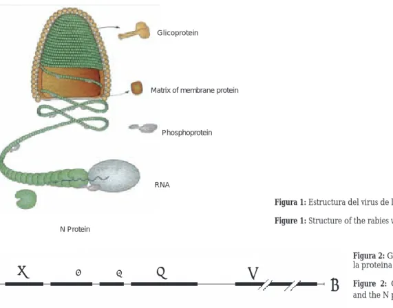 Figura 1: Estructura del virus de la rabia (P. Le Mercier). 51