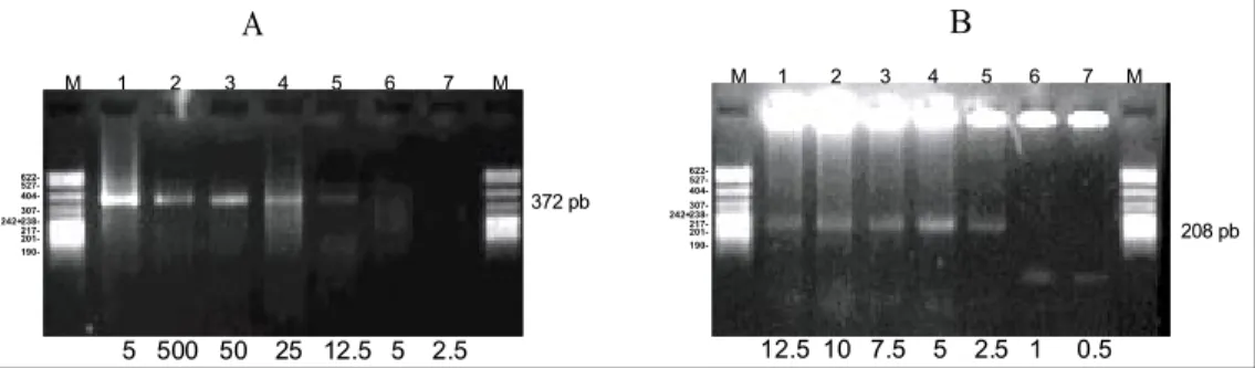 Figura 3. Sensibilidad de la PCR simple y anidada para el diagnóstico de la tuberculosis bovina