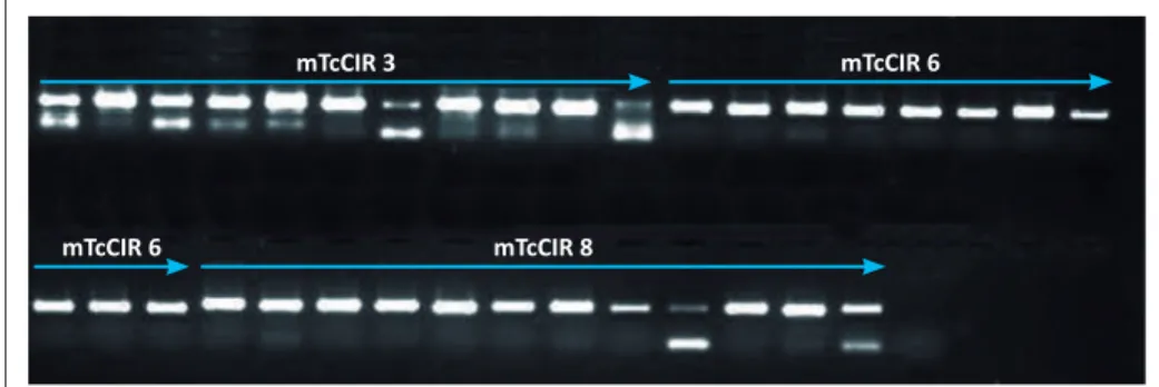 Figura 1. Producto de amplificación usando 34 accesiones con los microsatélites mTcCIR-3, mTcCIR-6  y mTcCIR-8, visualizado en gel de agarosa al 2%.