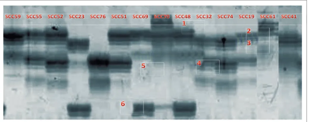 Figura 4. Huella genómica de 14 clones élite evaluados con el marcador microsatélite mTcCIR-9  visualizado en gel de acrilamida 6%.