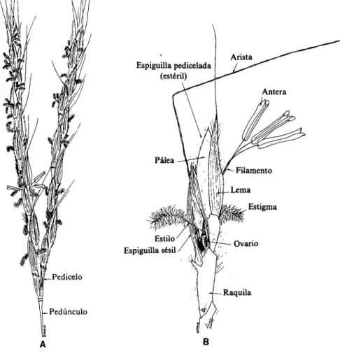 Figura 2.	Inflorescencia de  Andropogon gayanus  var.  bisquamulatus, y sus  partes constitutivas