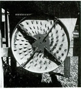 FIG. 2.  Close.up of the cassava  chipper blade made from  the end of a 55-gallon oil  drum, 