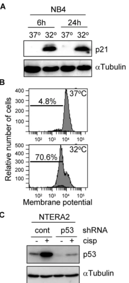 Figure 1. Cell models genetically modified to study p53- p53-dependent signalling pathways
