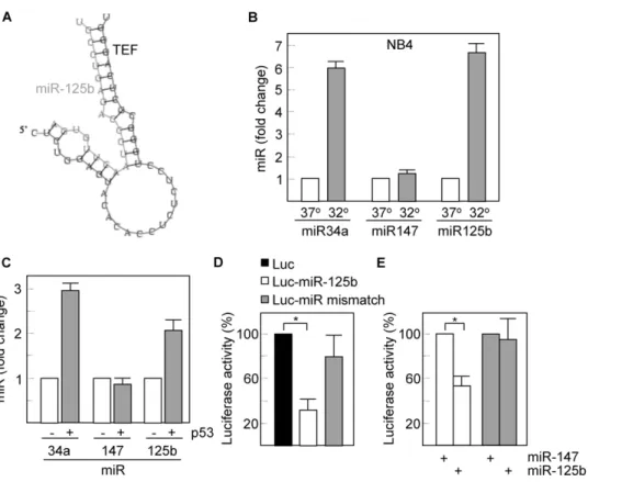 Figure 3. miR-125b is induced in response to p53 activation. (A) The interaction between miR-125b and the 39UTR of TEF is shown as predicted by PICTAR