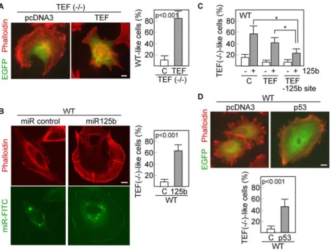 Figure 6. Overexpression of TEF, miR-125b or p53 modifies the cell phenotype. (A) TEF (2/2) fibroblasts were cotransfected with empty vector (pcDNA3) or TEF and an EGFP-containing vector