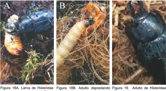 Figura  18A.  Larva  de  Histeridae  depredando  un  pupa  de   Rhyn-chophorus palmarum  