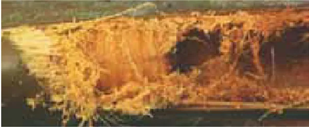 Figura 21. Larva de Rhynchophorus palmarum en flechas  de palmas afectadas por PC (Foto: J