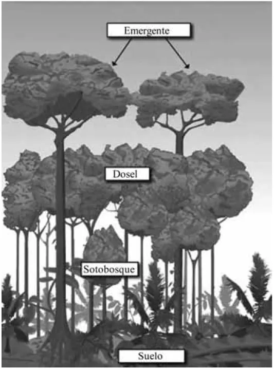 Figura 1. Esquema de los estratos del  bosque (caso del bosque húmedo tropical)  que representan diferentes conjuntos de  microhábitat para las especies.