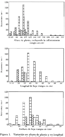 Figura  L  Vanación en altura de  planta  y  Fn  lungitud  y  anchura d{'  hoja de  BrQehtarlo  nrttanlha 