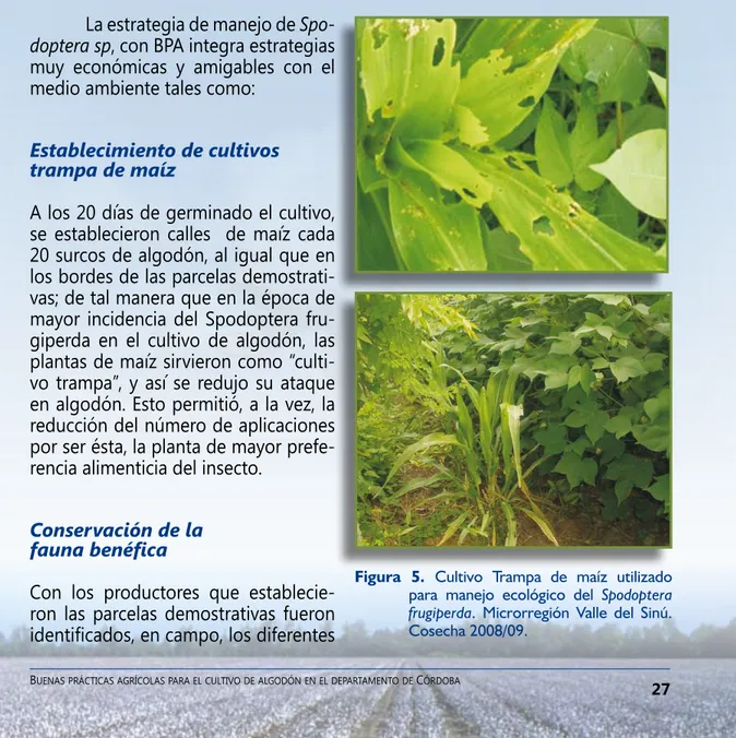Figura  5.  Cultivo  Trampa  de  maíz  utilizado  para  manejo  ecológico  del  Spodoptera  frugiperda