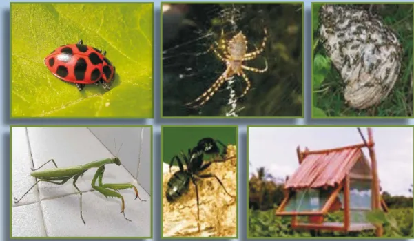 Figura 6. Adultos de insectos benéficos: Colleomegilla maculata, Araña y avispas angolitas Polibia  occidentalis, Manthis, hormigas enemigos naturales de Spodoptera frugiperda