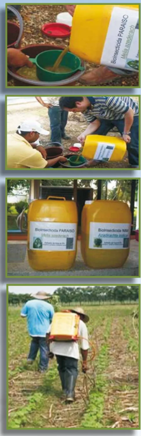 Figura 8. Preparación y aplicación de  extractos de plantas de Nim y Paraíso  para el manejo de insectos plagas en  el algodonero