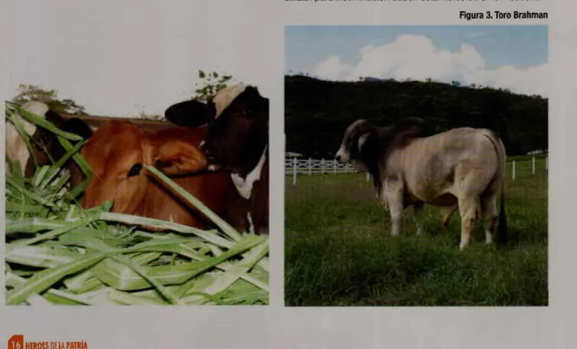 Figura 3. Toro Brahman 
