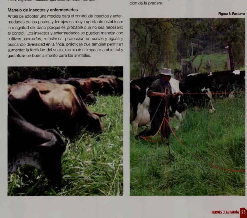 Figura 6. Pastoreo 