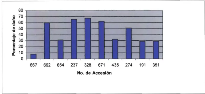 Figura 8 .  Nivel de daño de  diez accesiones que ofrecieron mayor resistencia al  ataque de  T